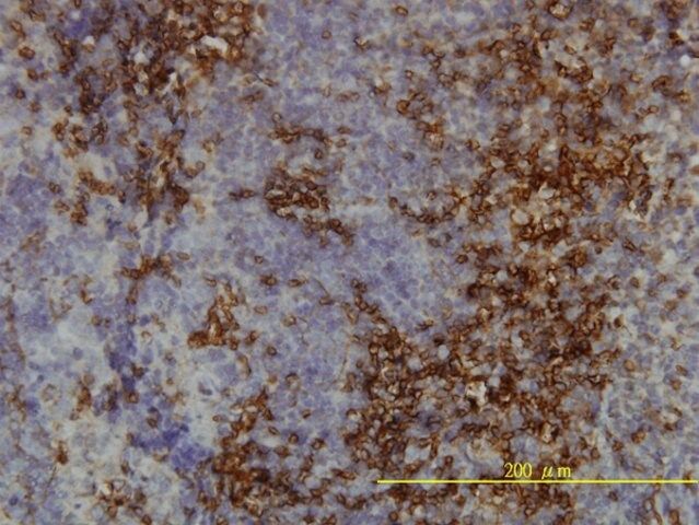 Monoclonal Anti-LY6H antibody produced in mouse