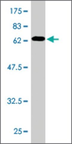 Monoclonal Anti-MIB2 antibody produced in mouse