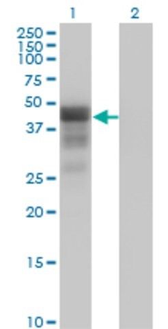 Monoclonal Anti-DMRT1 antibody produced in mouse