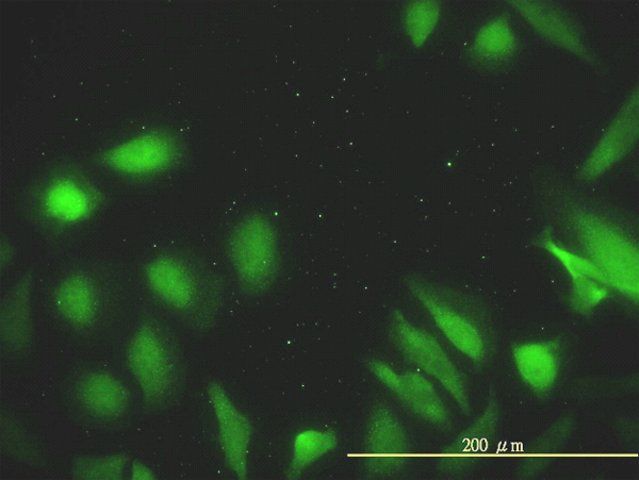 Monoclonal Anti-DNAJA2 antibody produced in mouse