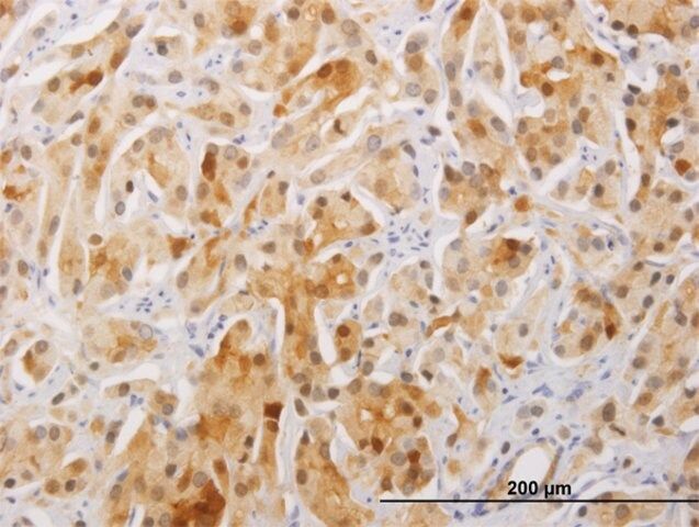 Monoclonal Anti-FAM84A antibody produced in mouse