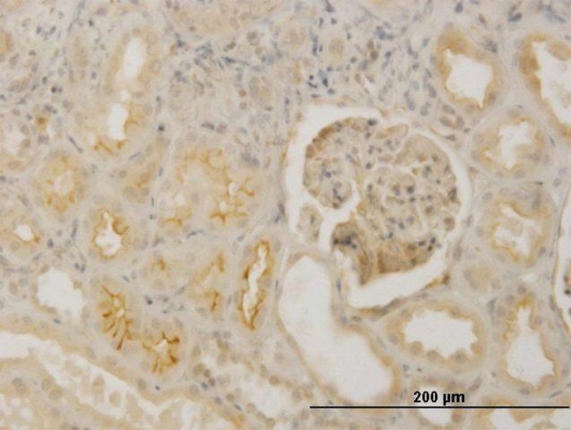 Monoclonal Anti-FBN1 antibody produced in mouse