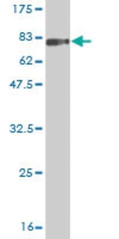 Monoclonal Anti-LILRA3 antibody produced in mouse