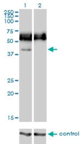 Monoclonal Anti-CD33 antibody produced in mouse