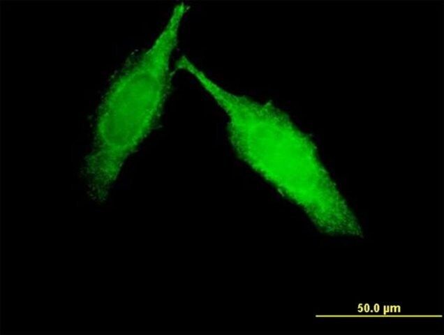 Monoclonal Anti-DKFZp434B1231 antibody produced in mouse