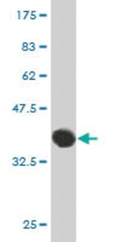 Monoclonal Anti-DLG5 antibody produced in mouse