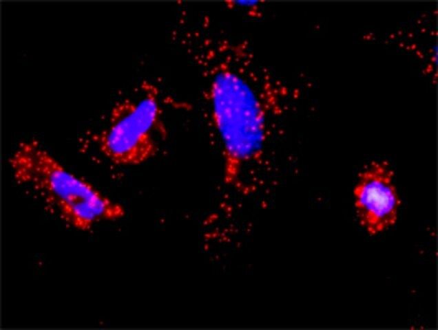 Monoclonal Anti-TRAF1 antibody produced in mouse