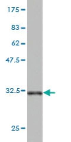 Monoclonal Anti-AK3 antibody produced in mouse