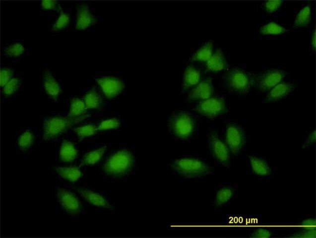 Monoclonal Anti-AKAP13 antibody produced in mouse