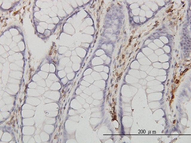 Monoclonal Anti-ANXA5 antibody produced in mouse