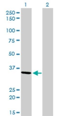 Monoclonal Anti-AKR7A2 antibody produced in mouse
