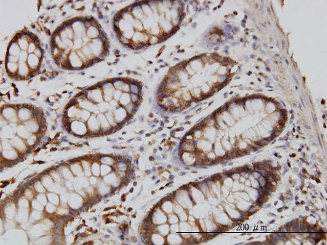 Monoclonal Anti-RGL1 antibody produced in mouse