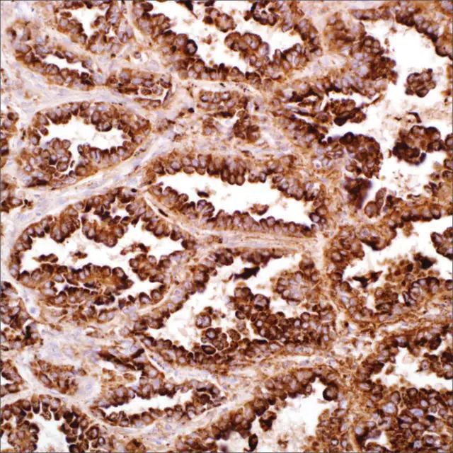 Napsin A (EP205) Rabbit Monoclonal Primary Antibody
