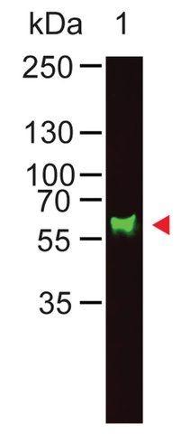 Anti-Monkey IgA (α-chain specific) antibody produced in goat
