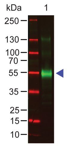 Anti-Monkey IgG (γ-chain specific) antibody produced in goat