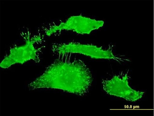 Monoclonal Anti-RDX antibody produced in mouse
