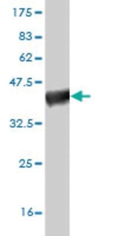 Monoclonal Anti-SCN3A antibody produced in mouse