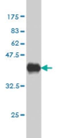 Monoclonal Anti-PHLDA2 antibody produced in mouse