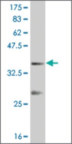 Monoclonal Anti-IPF1 antibody produced in mouse