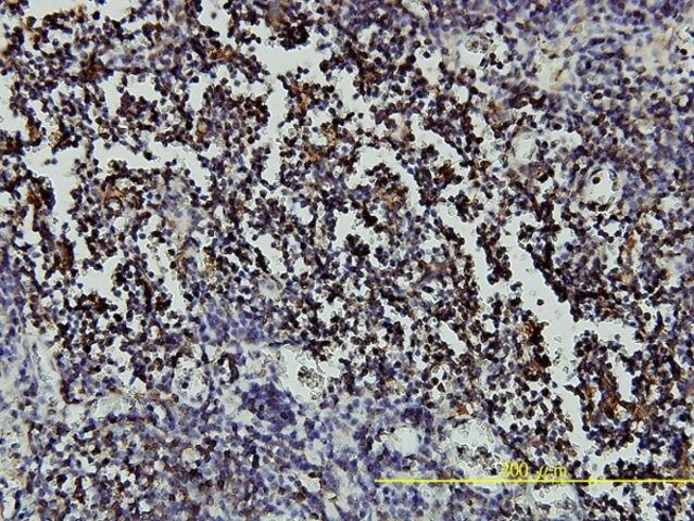 Monoclonal Anti-RARA antibody produced in mouse