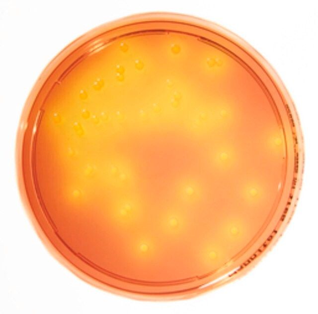 Mannitol Salt Agar Settle Plate