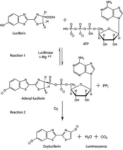 Adenosine 5′-triphosphate (ATP) bioluminescent somatic cell assay kit