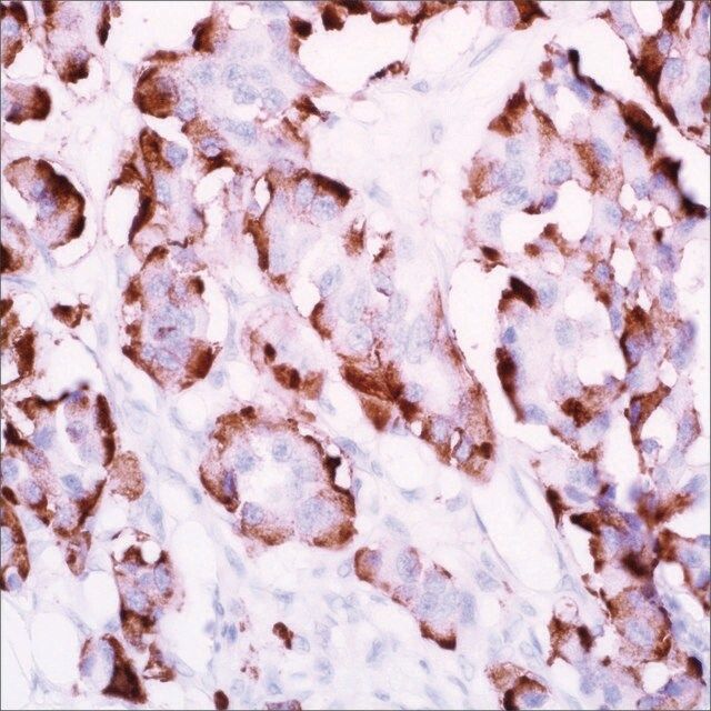 Glucagon (EP74) Rabbit Monoclonal Primary Antibody