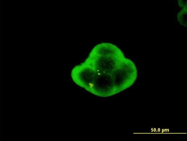 Monoclonal Anti-C1orf19 antibody produced in mouse