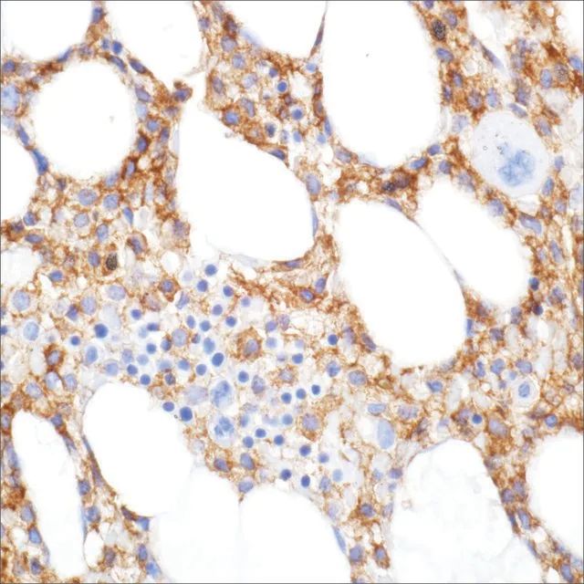 CD11c (5D11) Mouse Monoclonal Antibody