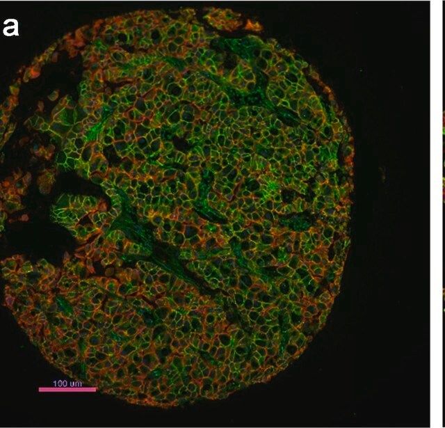 Monoclonal Anti-Pan Cadherin antibody produced in mouse