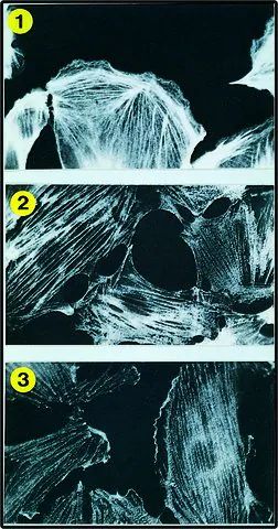 Monoclonal Anti-Tropomyosin antibody produced in mouse