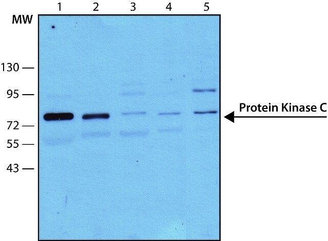 Monoclonal Anti-Protein Kinase C (PKC) antibody produced in mouse