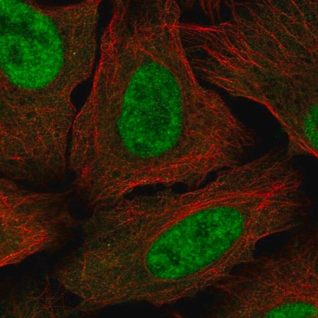 Anti-MED30 antibody produced in rabbit