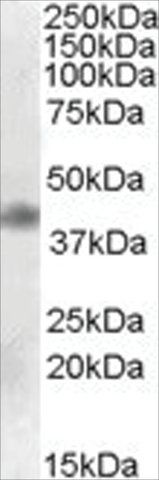 Anti-MEIS1 antibody produced in goat