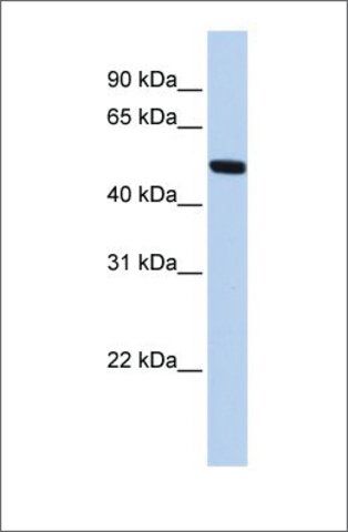 Anti-MEIS2 (ab2) antibody produced in rabbit