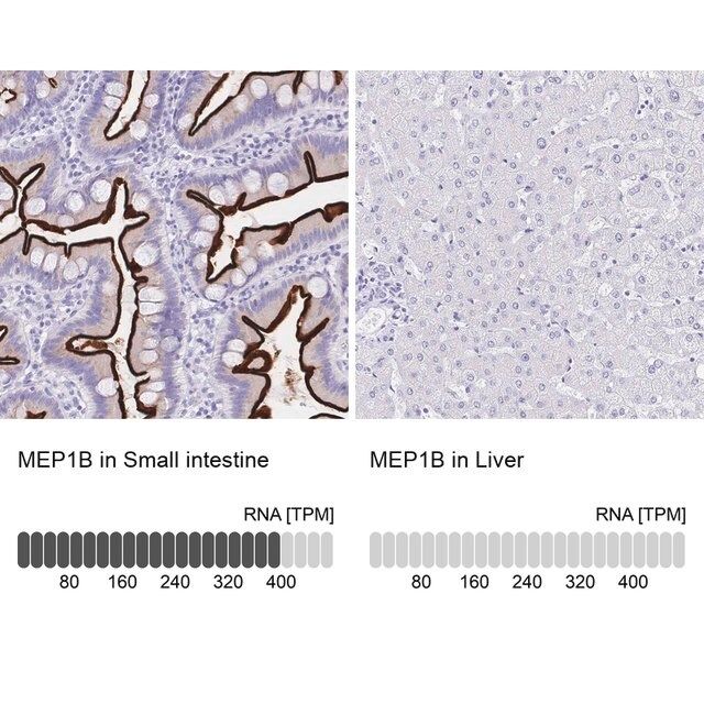 Anti-MEP1B antibody produced in rabbit