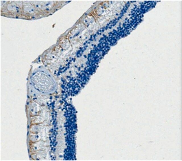 Anti-Melanopsin Antibody, clone 1F8.1
