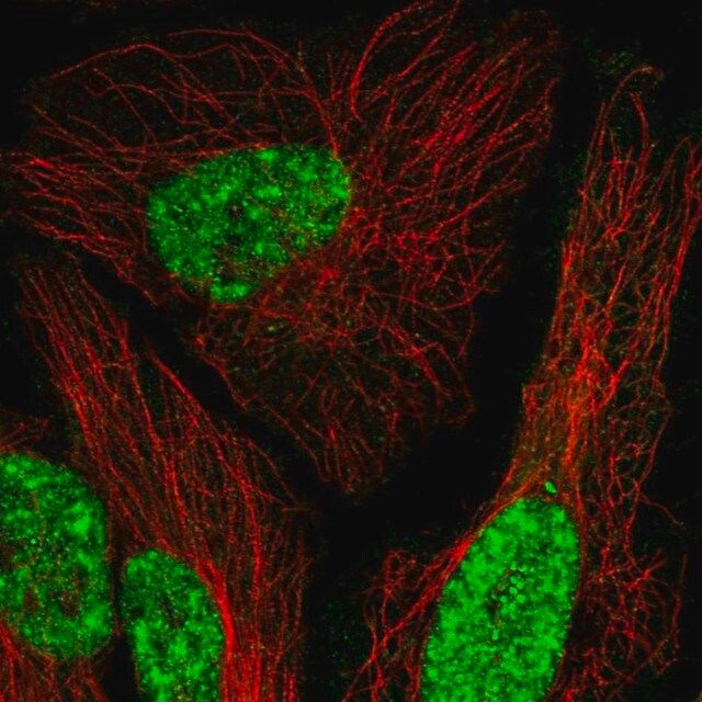 Anti-MEIS1 antibody produced in rabbit