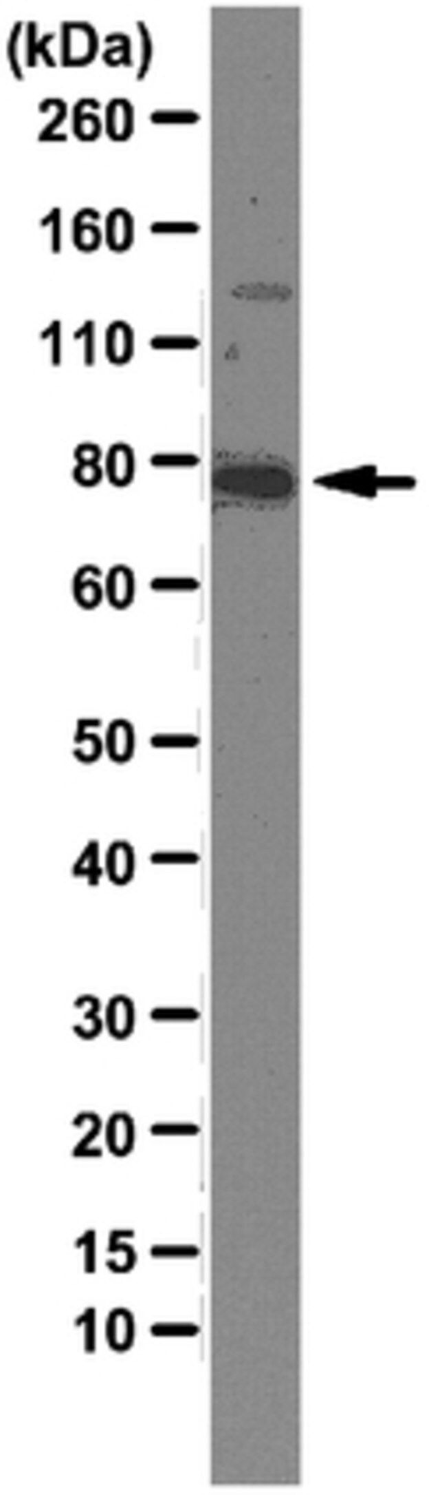 Anti-Mena Antibody, clone A351F7D9