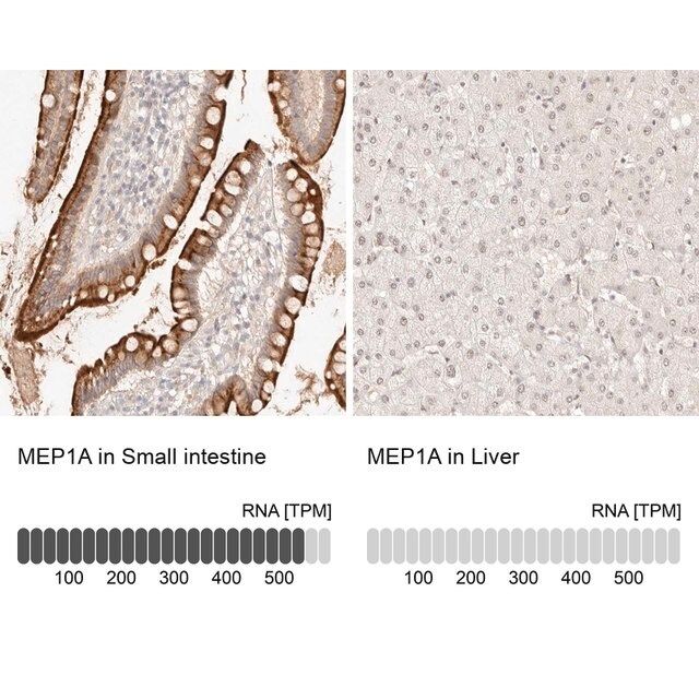 Anti-MEP1A antibody produced in rabbit