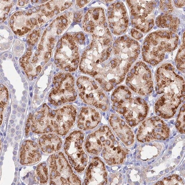 Anti-MFSD7 antibody produced in rabbit