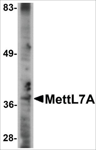 Anti-MettL7A antibody produced in rabbit