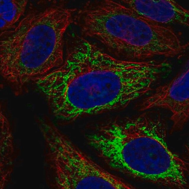 Anti-MFF antibody produced in rabbit