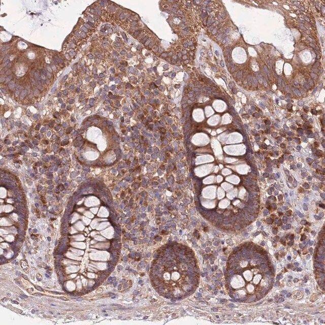 Anti-MFNG antibody produced in rabbit