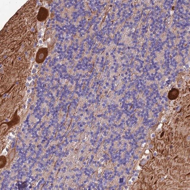 Anti-MFSD2A antibody produced in rabbit