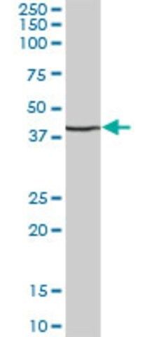 Anti-MFGE8 antibody produced in mouse