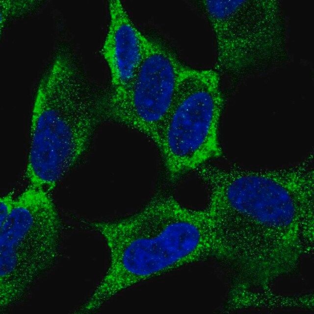 Anti-MEX3A antibody produced in rabbit