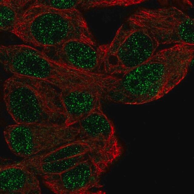 Anti-MFHAS1 antibody produced in rabbit