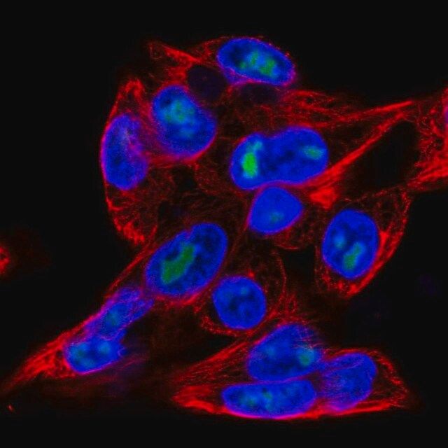 Anti-MFSD9 antibody produced in rabbit