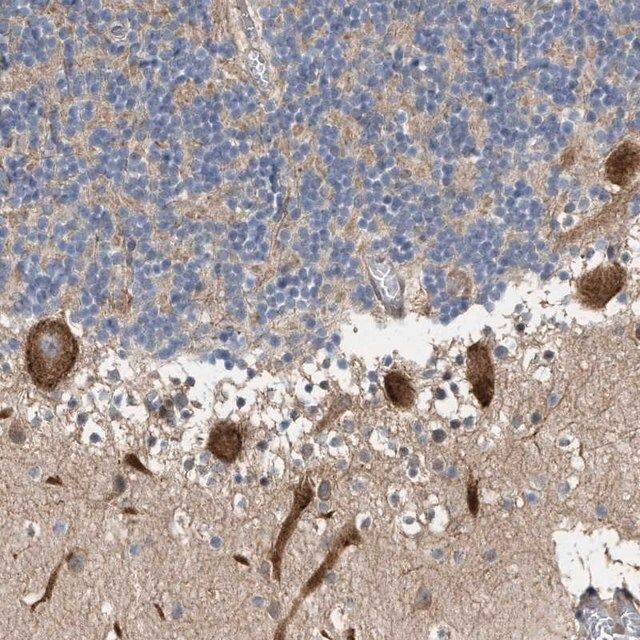 Anti-MFSD6 antibody produced in rabbit